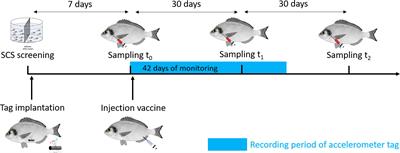 Investigating the physiological response and antibody concentration of gilthead sea bream (Sparus aurata) following Vibrio anguillarum vaccination depending on the stress coping style